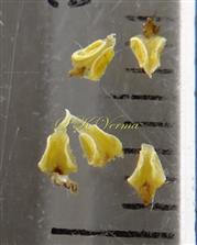  Stamens